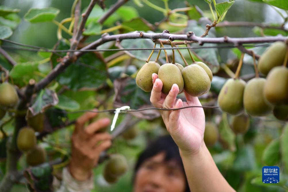 捕鱼大作战官方正版下载